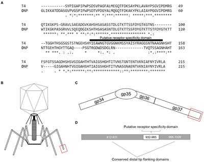 A novel T4- and λ-based receptor binding protein family for bacteriophage therapy host range engineering